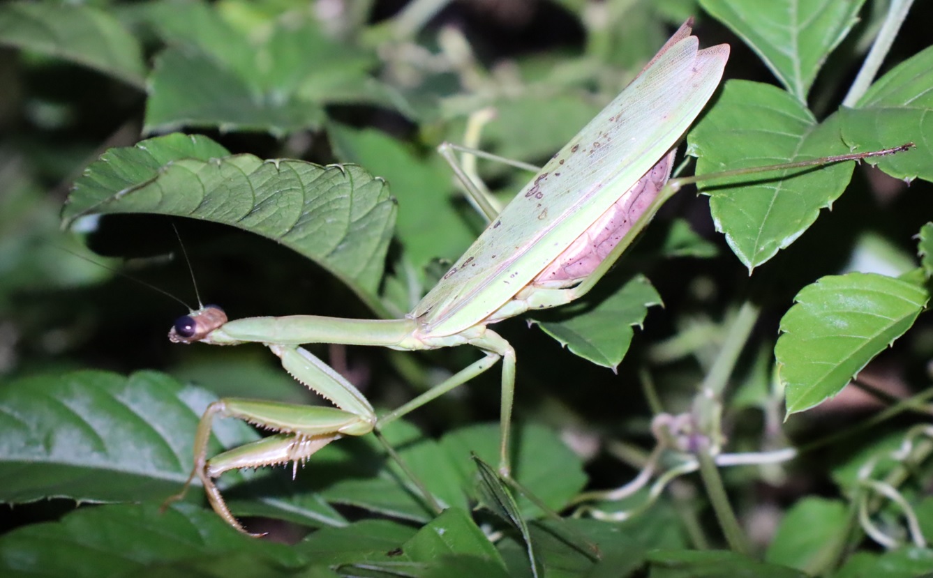 オオカマキリ♀_ヤナギ林近くの草原_2023年10月10日19時35分気温19.5度