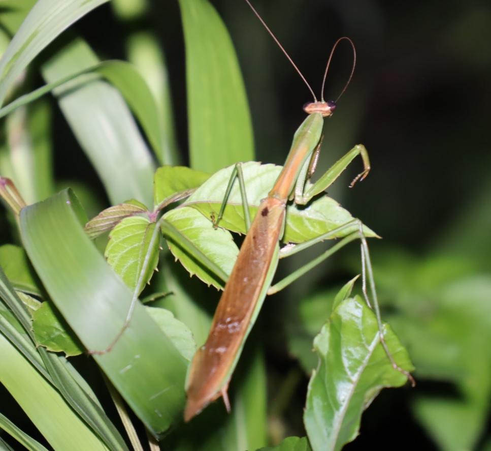 オオカマキリ♂_シラカシ近くの草原_2023年10月10日19時35分気温19.5度
