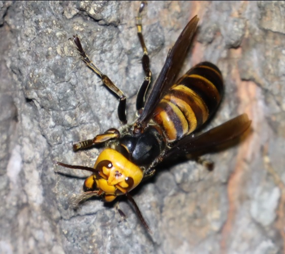 オオスズメバチ_団地前のクヌギ_2023年10月5日19時15分気温18.9度