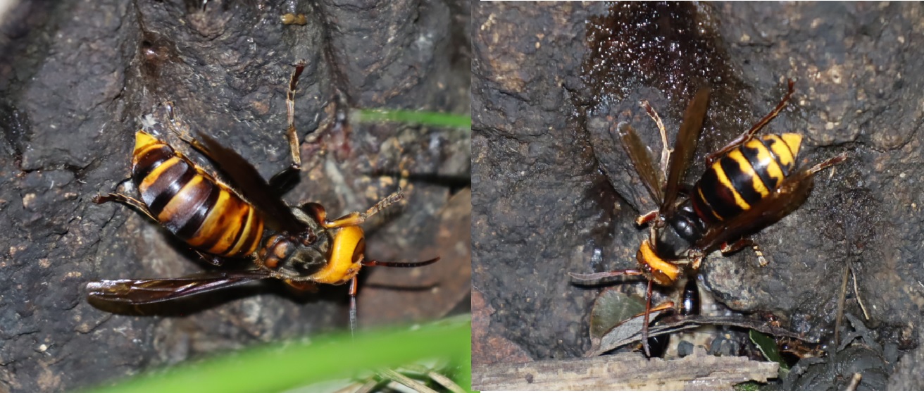 オオスズメバチとモンスズメバチ_苔が生えたクヌギ_2023年10月10日19時30分気温19.8度