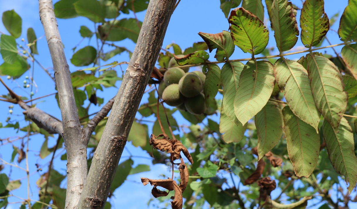 オニグルミ_長浜付近の琵琶湖畔_2023年8月31日16時45分気温29.8度
