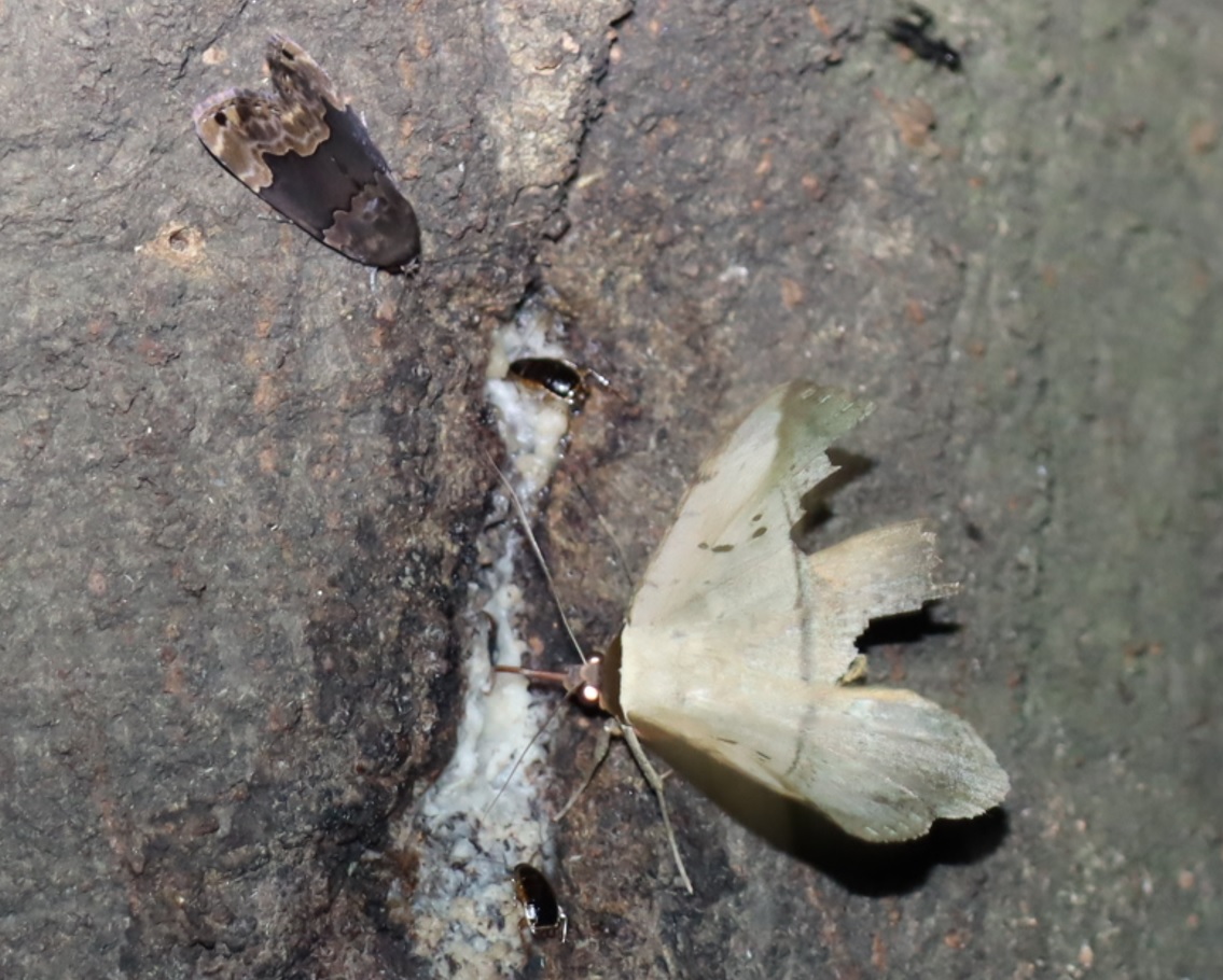 カキバトモエ（翅がボロボロ）_第2シラカシ_2023年9月25日19時55分気温21.3度