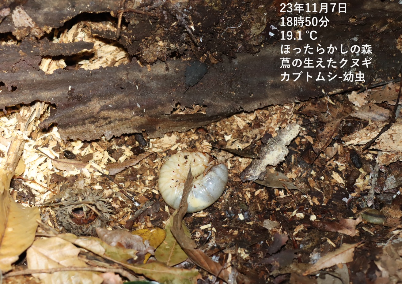 カブトムシの幼虫_蔦が生えたクヌギ-ほったらかしの森_2023年11月7日18時50分気温19.1度