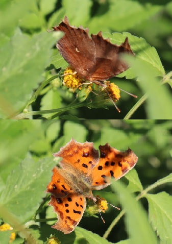 キタテハの翅の表裏_クヌギ林の傍_2023年10月13日14時45分気温22.2度