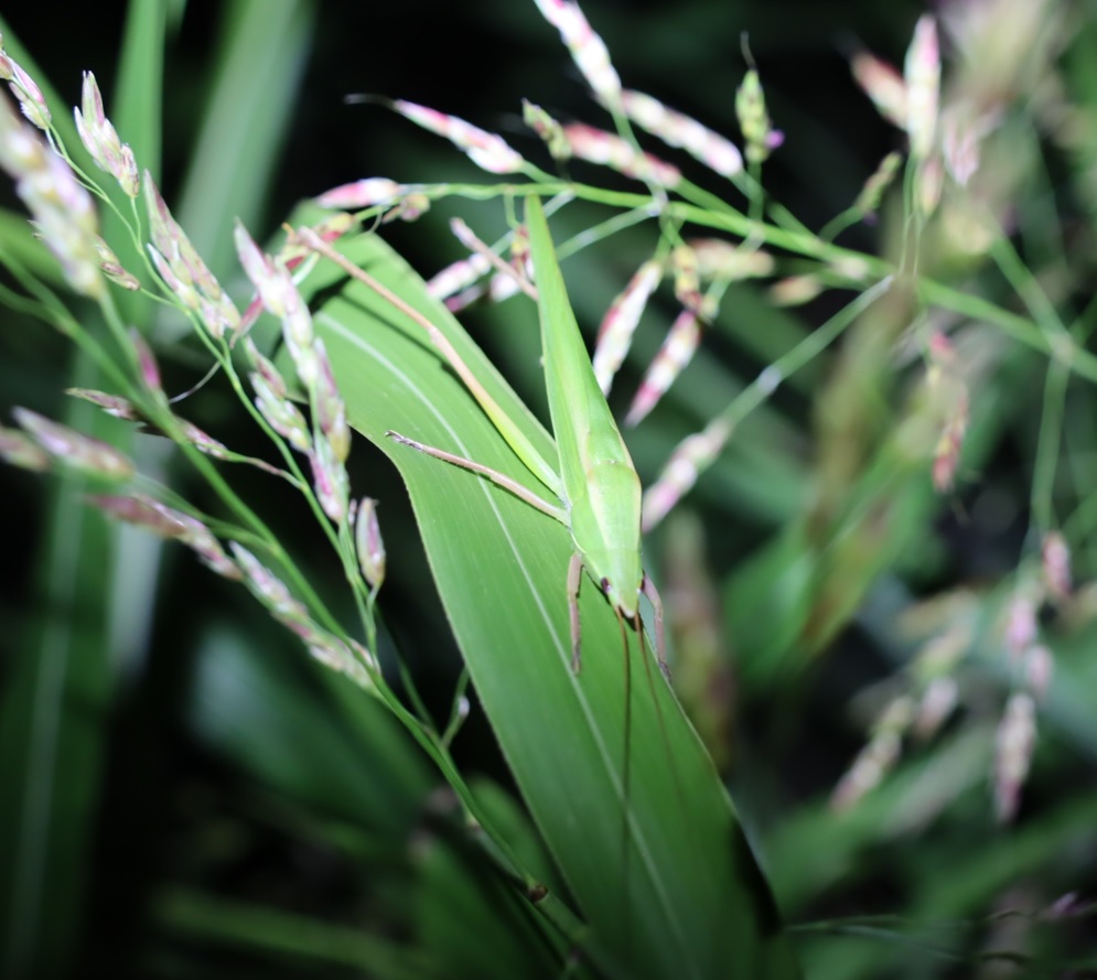 クビキリギス（緑色型）♂_クヌギ林近くの草原_2023年9月25日19時50分気温21.4度