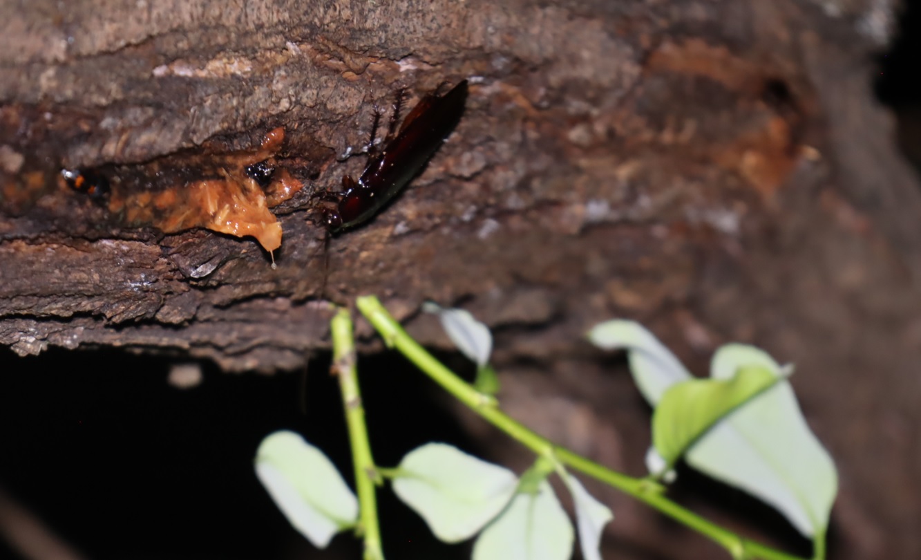 クロゴキブリ_枝先のヤナギｰヤナギ林_2023年9月25日20時10分気温21度
