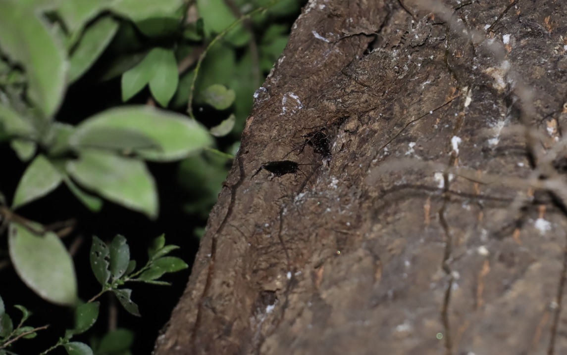 クロゴキブリ_蔦が生えたクヌギ-ほったらかしの森_2023年10月23日18時35分気温14.4度