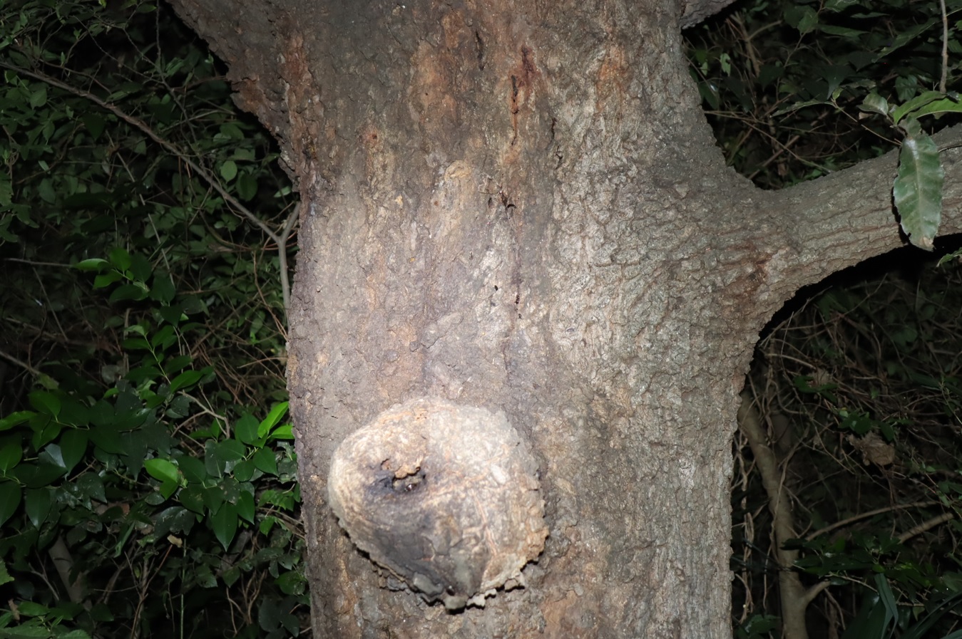 クワガタシーズンは終焉済_団地前のクヌギ_2023年10月19日18時50分気温17.1度