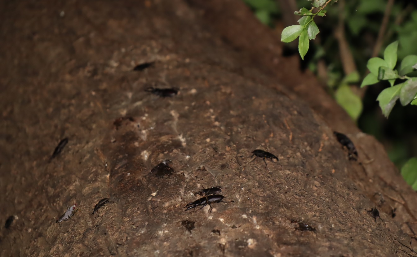 クワガタ匹、グレーのカマキリ_目線より2m上-クヌギ-ほったらかしの森_2023年9月11日19時30分気温26.7度