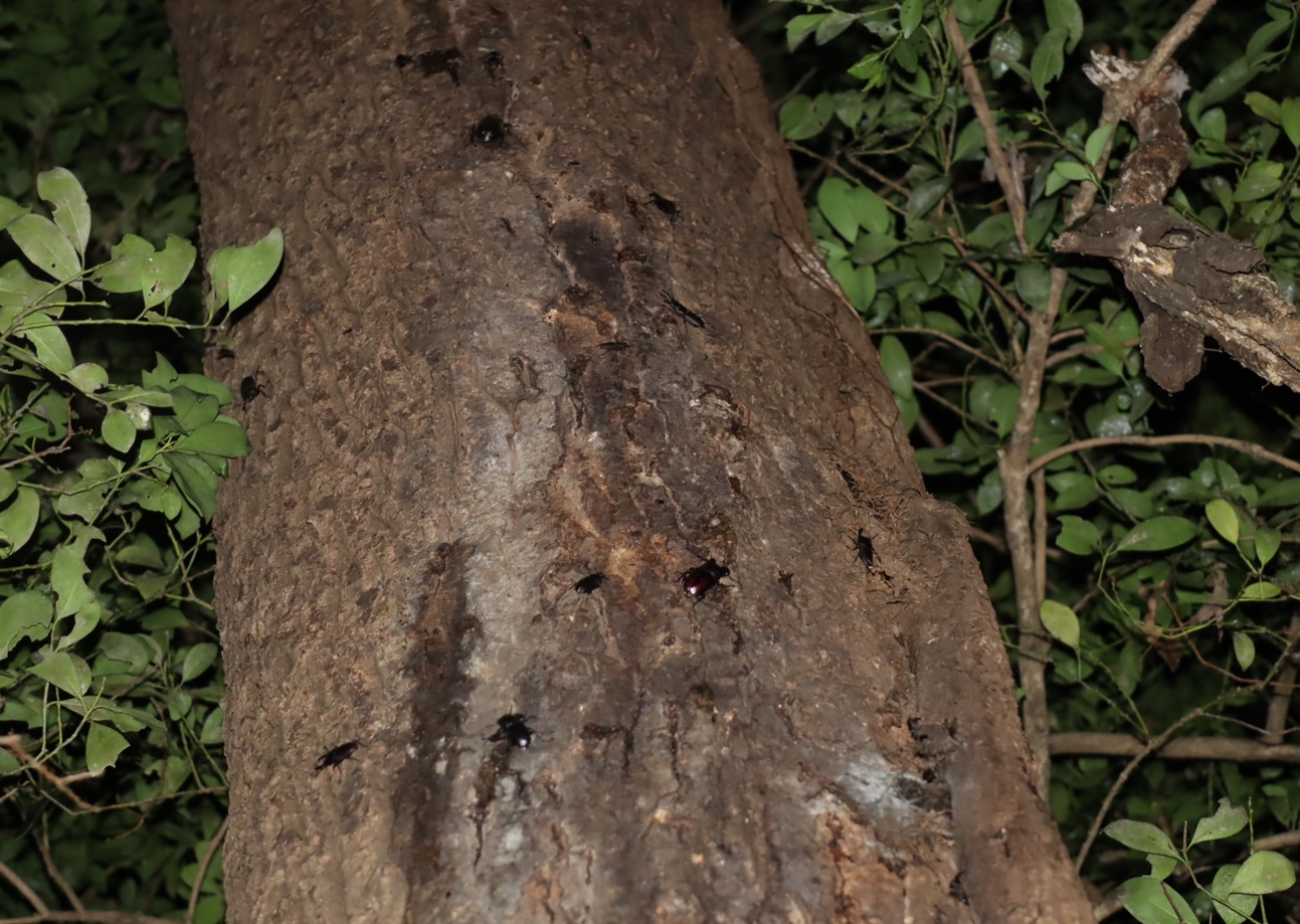 クワガタ鈴なり_クヌギ-ほったらかしの森_2023年9月7日19時35分気温25.8度