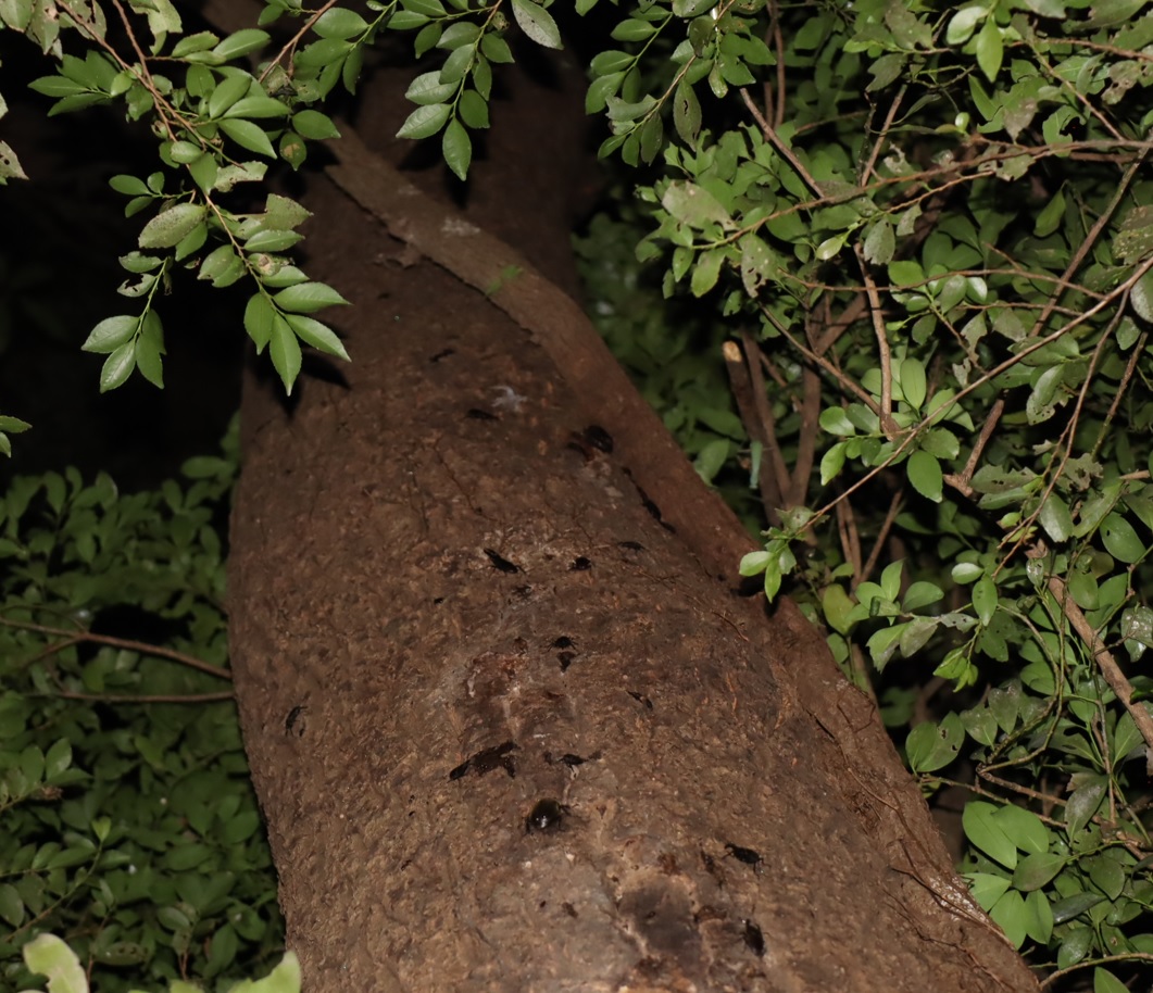 クワガタ鈴なり（さらに上でも）_クヌギ-ほったらかしの森_2023年9月7日19時35分気温25.8度