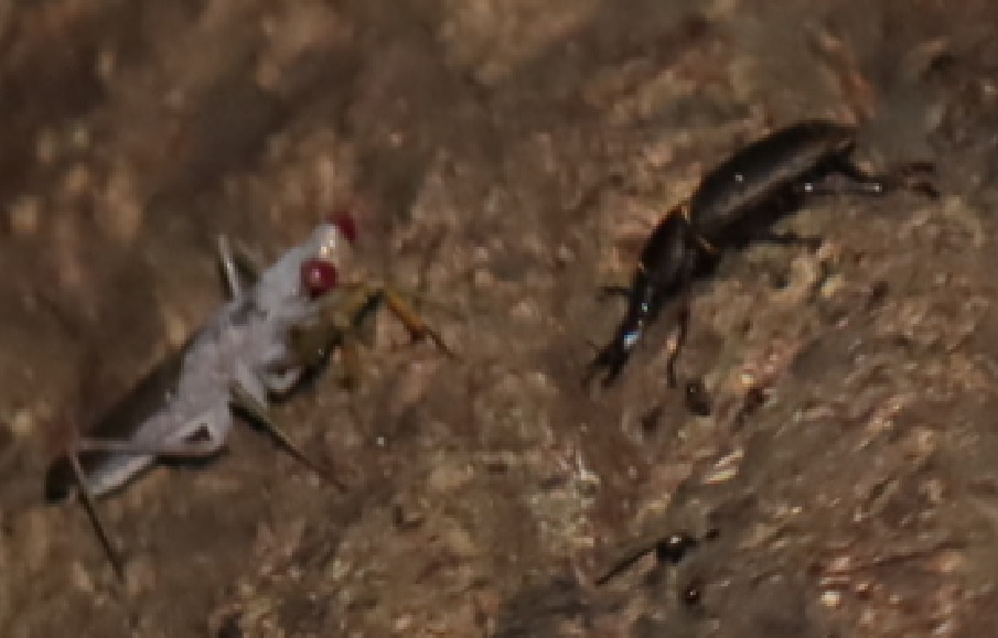 グレーで前翅が黒いツートンのハラビロカマキリ_目線より2m上-クヌギ-ほったらかしの森_2023年9月11日19時30分気温26.7度