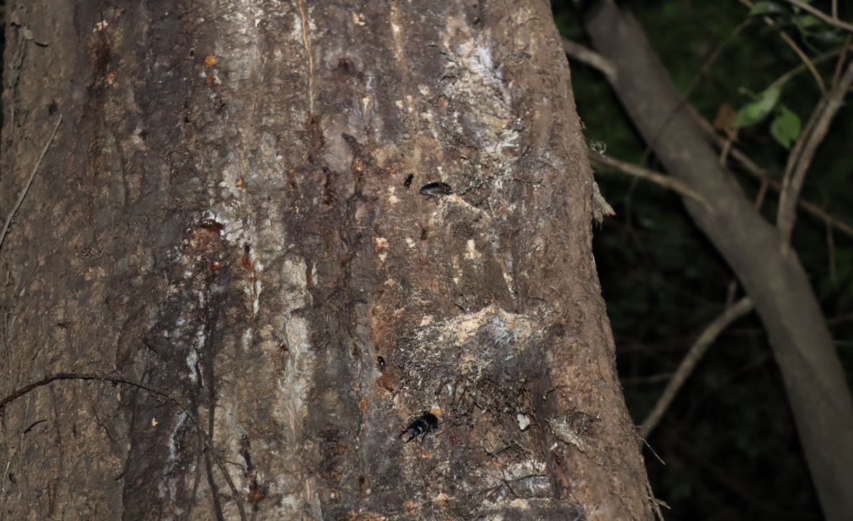 コクワガタ1♂1♀_(3､4)_蔦が生えたクヌギ-ほったらかしの森_2023年10月19日18時40分気温17.3度