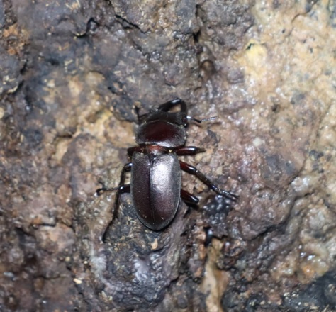 コクワガタ1♂_①_クヌギ-ほったらかしの森_2023年10月10日19時5分気温19.9度