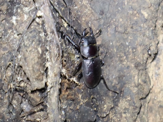 コクワガタ1♂_②_クヌギ-ほったらかしの森_2023年10月10日19時5分気温19.9度