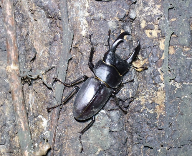 コクワガタ1♂_⑧_クヌギ-ほったらかしの森_2023年10月10日19時5分気温19.9度