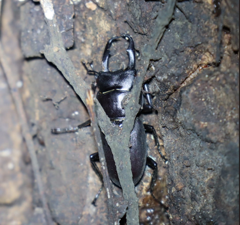 コクワガタ1♂_クヌギ-ほったらかしの森_2023年9月7日19時35分気温25.8度