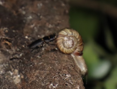 コクワガタ1♂、ミスジマイマイ_⑤_クヌギ-ほったらかしの森_2023年10月10日19時5分気温19.9度