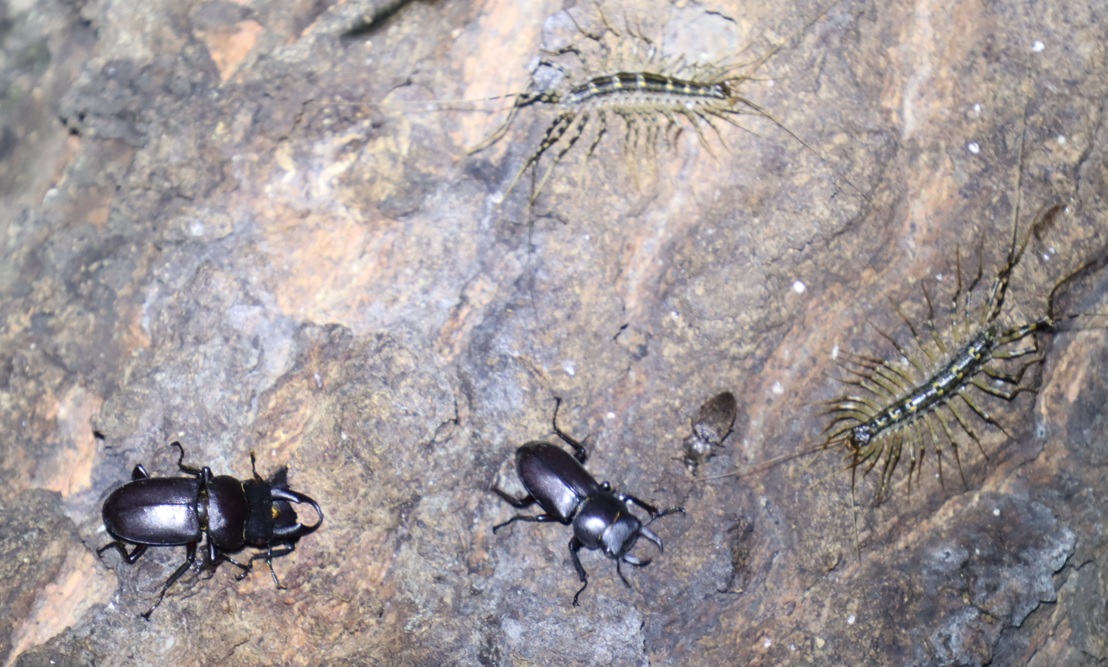 コクワガタ1ペア、1♂_団地前のクヌギ_2023年9月4日19時45分気温27.5度