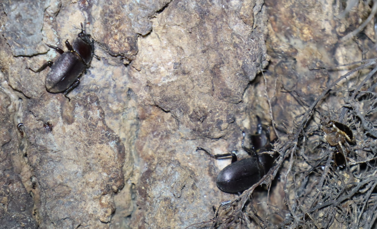 コクワガタ2♂1♀_⑥_クヌギ-ほったらかしの森_2023年10月10日19時5分気温19.9度