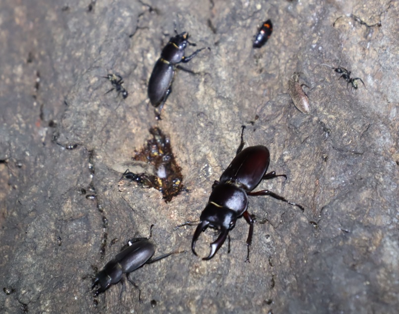 コクワガタ2♂1♀_正面・下の樹液-団地前のクヌギ_2023年9月11日19時45分気温26.7度