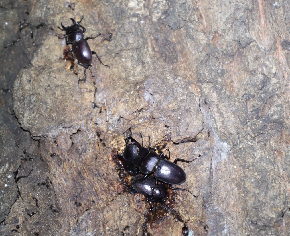 コクワガタ2♂2♀_正面・上の樹液-団地前のクヌギ_2023年9月11日19時45分気温26.7度