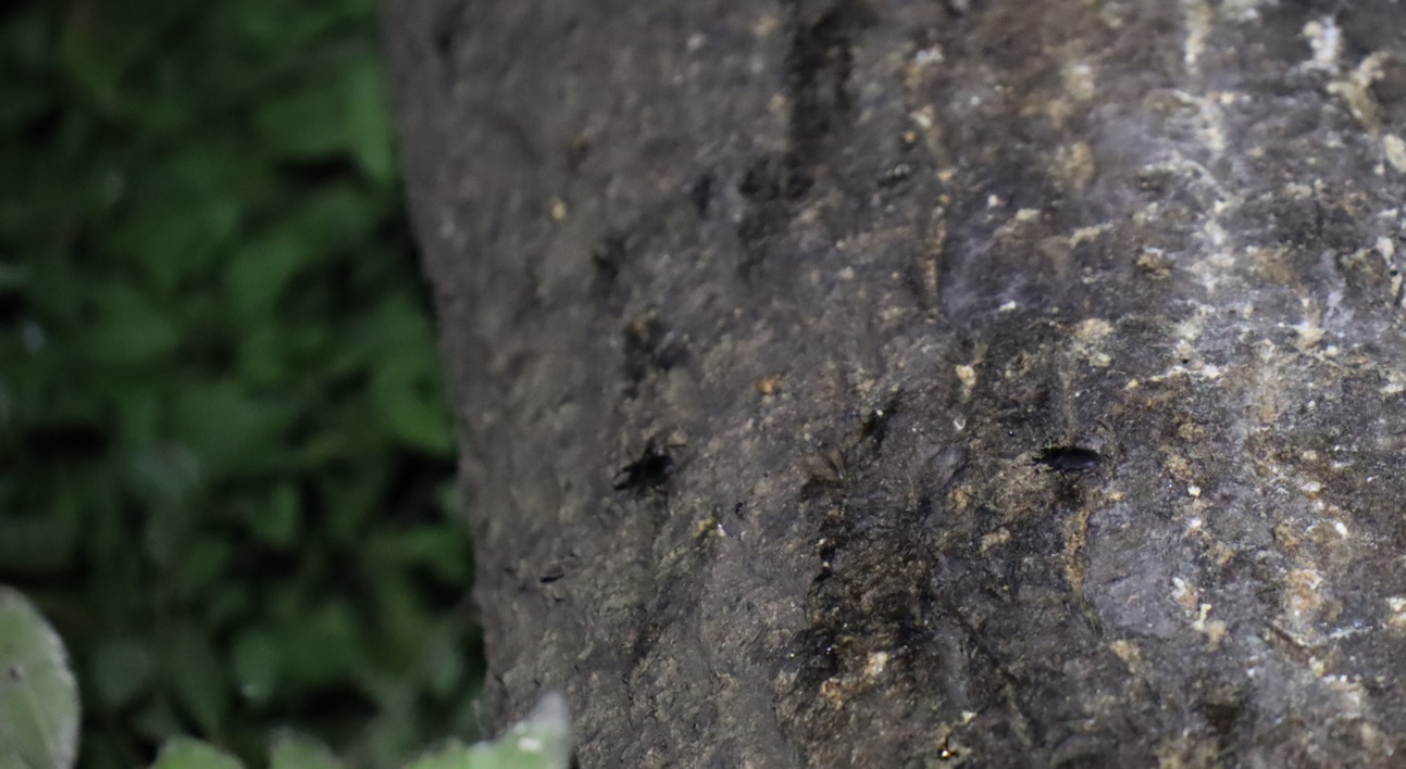 コクワガタ2♂_(5､6)_蔦が生えたクヌギ-ほったらかしの森_2023年10月19日18時40分気温17.3度