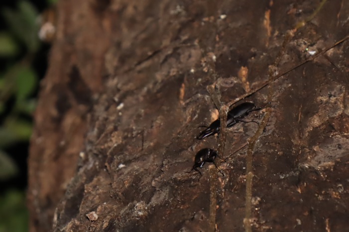 コクワガタ2♂_④_クヌギ-ほったらかしの森_2023年10月10日19時5分気温19.9度