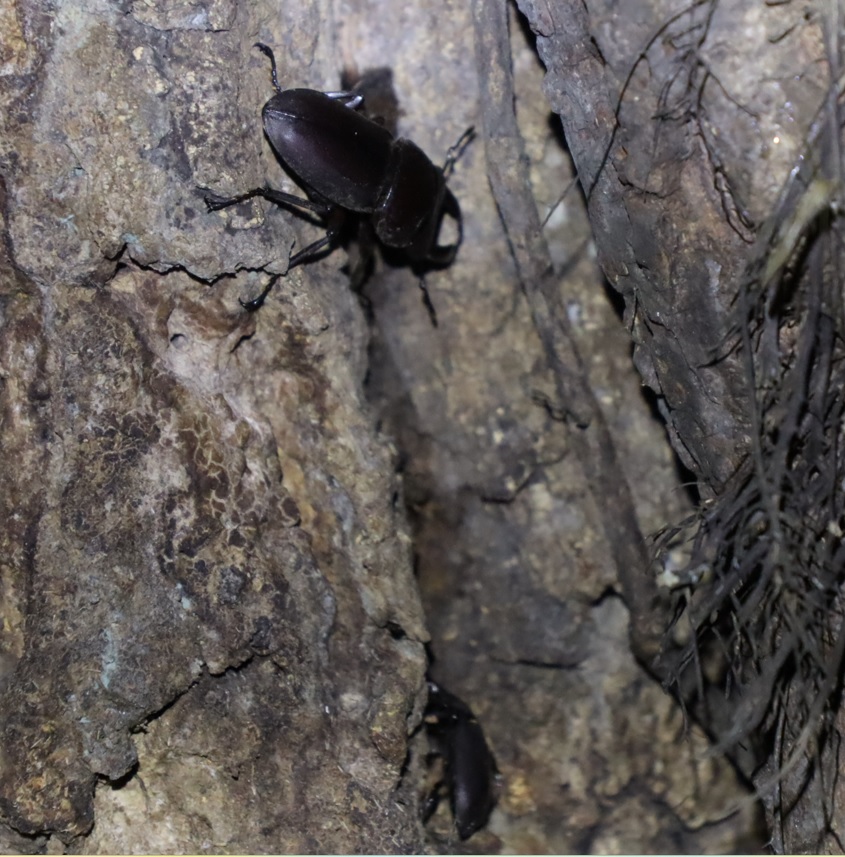 コクワガタ2♂_⑨_クヌギ-ほったらかしの森_2023年10月10日19時5分気温19.9度