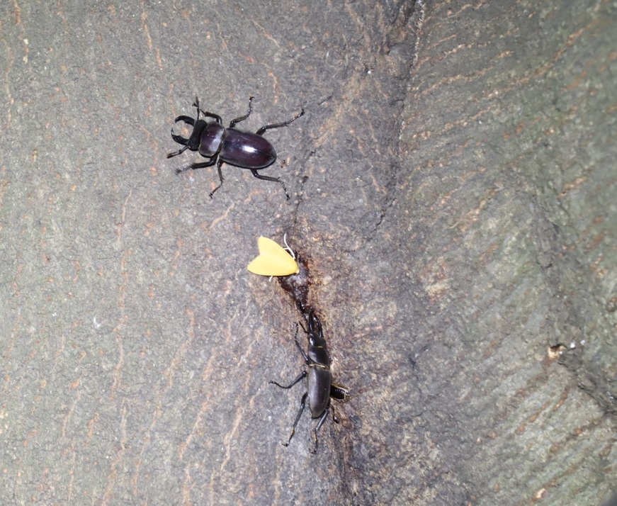 コクワガタ2♂_シラカシ_2023年10月3日19時30分気温22.3度