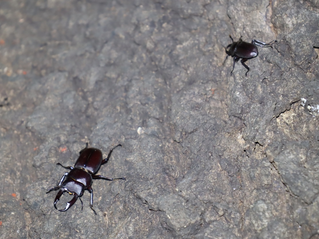 コクワガタ2♂_団地前のクヌギ_2023年10月2日19時40分気温21.7度