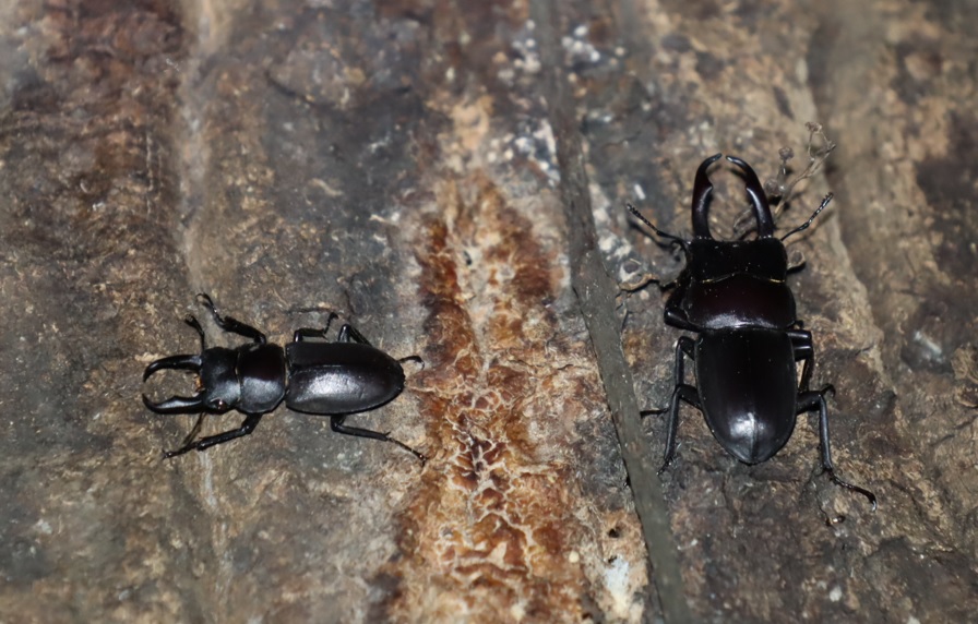 コクワガタ2♂_蔦が生えたクヌギ-ほったらかしの森_2023年10月13日19時15分気温15.3度