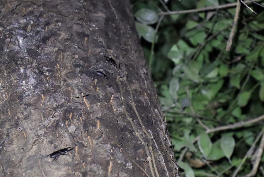 コクワガタ3♂_⑩_クヌギ-ほったらかしの森_2023年10月10日19時5分気温19.9度