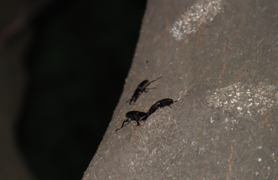 コクワガタ3♂_右側面・目線より2mほど上-シラカシ_2023年9月12日19時20分気温26.5度