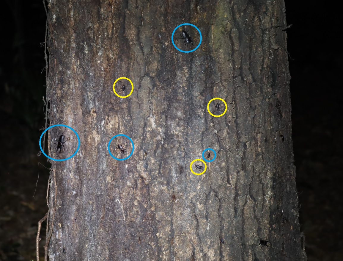 コクワガタ4♂、ユミアシゴミムシダマシ３_蔦が生えたクヌギ-ほったらかしの森_2023年10月16日19時20分気温20.2度