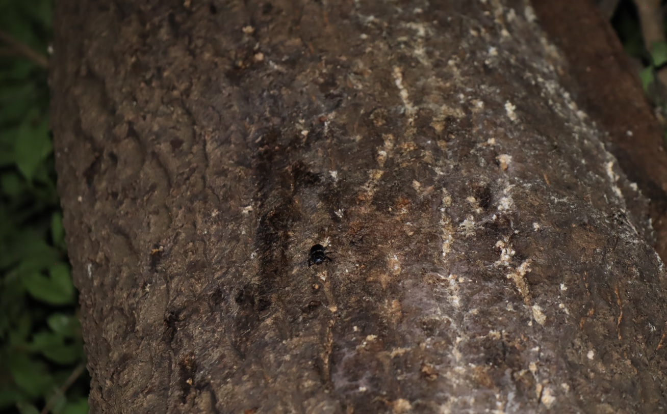 コクワガタ♀（唯一）_蔦が生えたクヌギ-ほったらかしの森_2023年10月16日19時20分気温20.2度