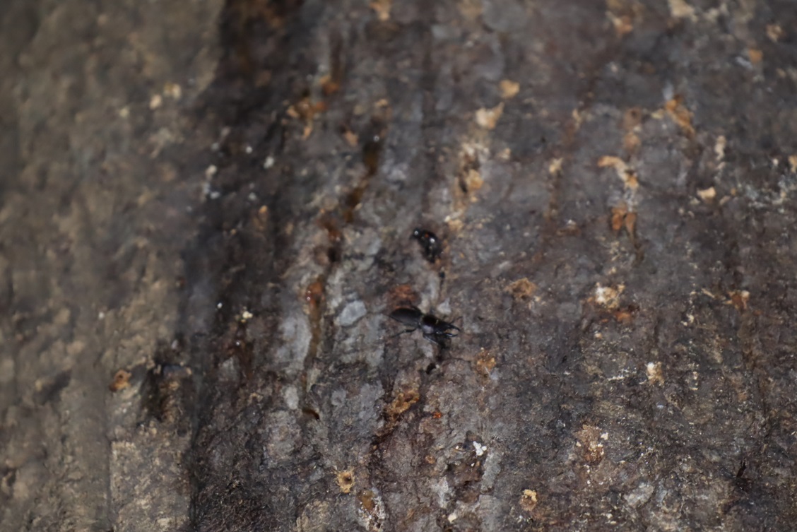 コクワガタ♂2匹目_蔦が生えたクヌギ-ほったらかしの森_2023年10月25日18時40分気温15.4度