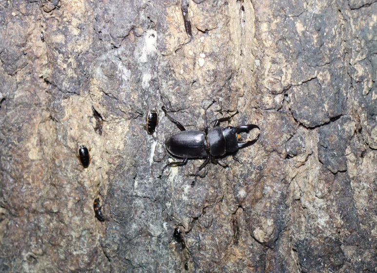 コクワガタ♂_(1)_蔦が生えたクヌギ-ほったらかしの森_2023年10月19日18時40分気温17.3度