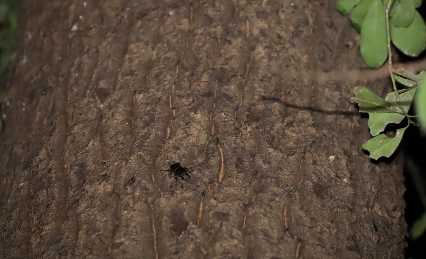 コクワガタ♂_(10)_蔦が生えたクヌギ-ほったらかしの森_2023年10月19日18時40分気温17.3度