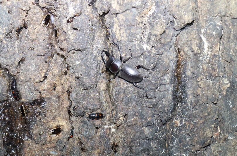 コクワガタ♂_(2)_蔦が生えたクヌギ-ほったらかしの森_2023年10月19日18時40分気温17.3度