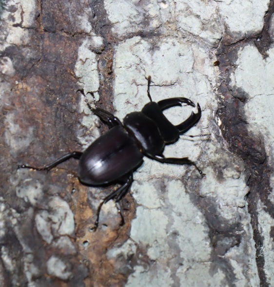 コクワガタ♂_クヌギ-ほったらかしの森_2023年10月5日19時気温19.1度