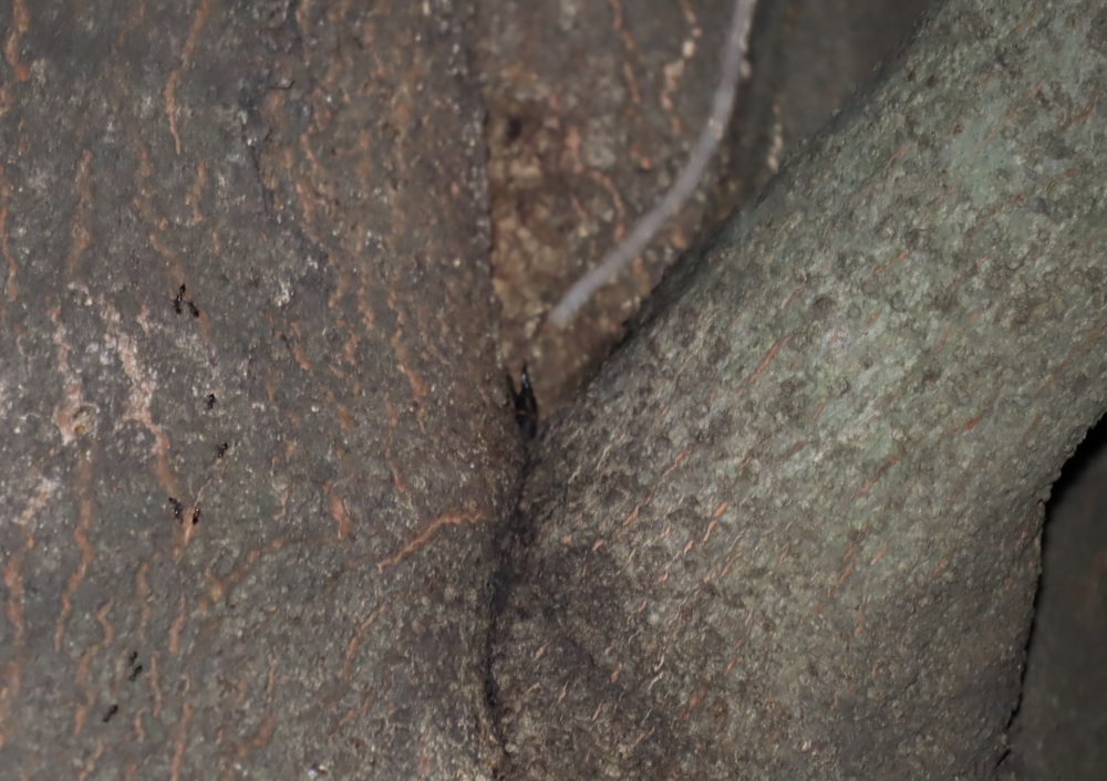 コクワガタ♂_シラカシ_2023年10月10日19時30分気温19.6度