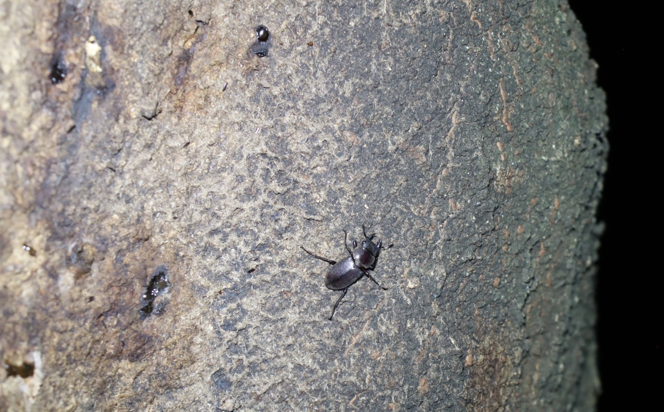 コクワガタ♂_シラカシ_2023年10月3日19時25分気温22.4度