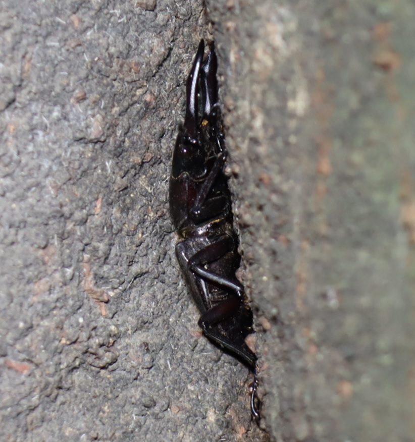 コクワガタ♂_シラカシ_2023年10月3日19時30分気温22.3度