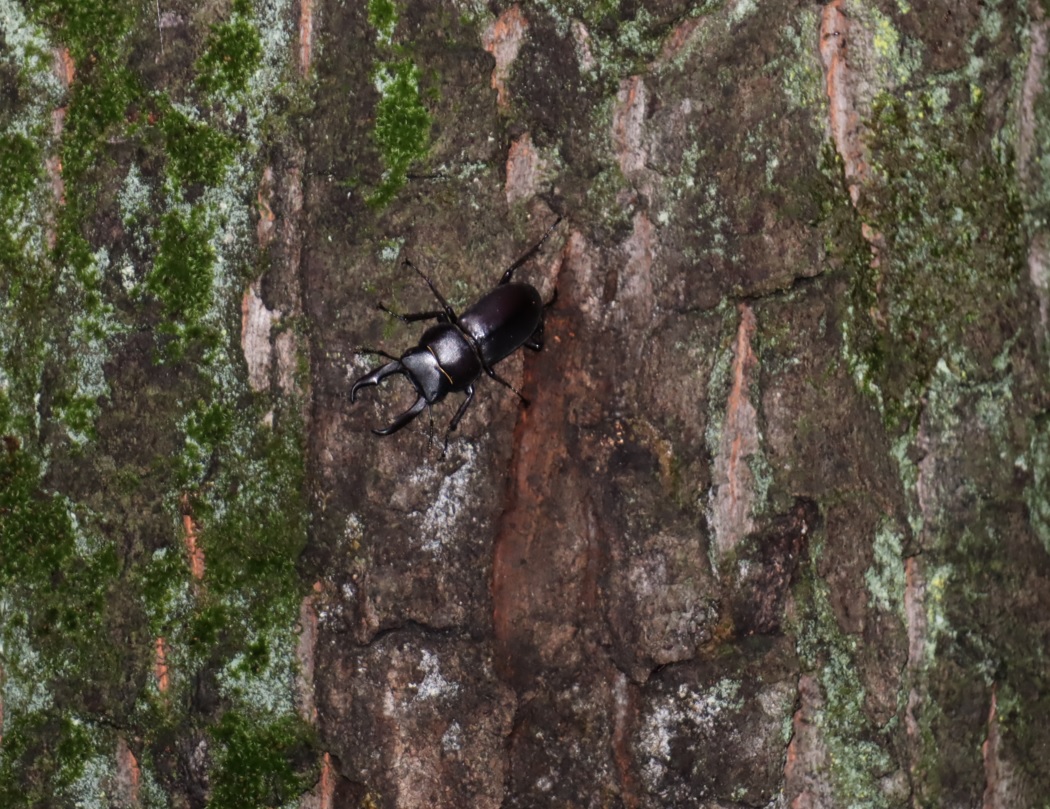 コクワガタ♂_今年クワガタが最初に見つかったクヌギ-昆虫達の飲み屋の森_2023年9月4日20時10分気温27.4度