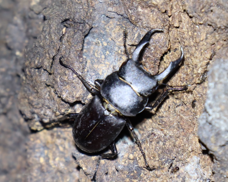 コクワガタ♂_団地前のクヌギ_2023年9月25日19時45分気温21.5度