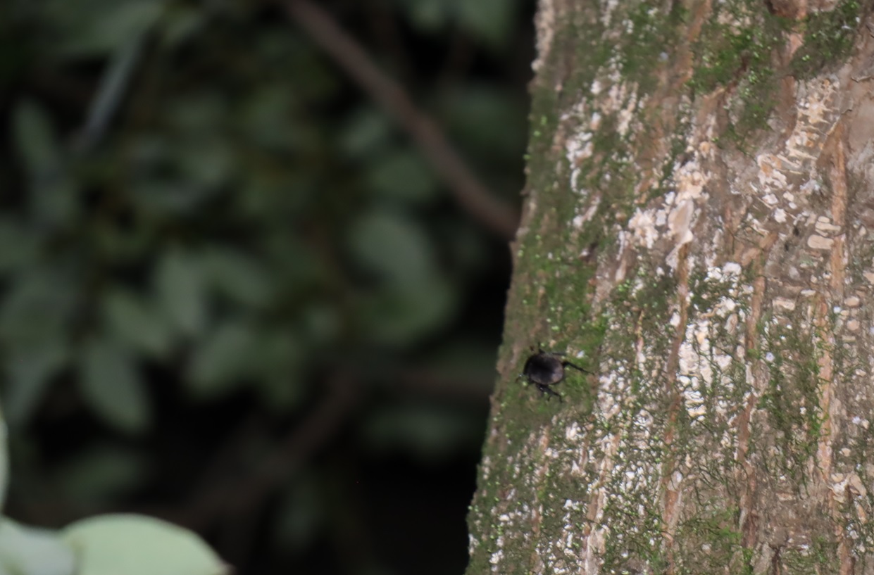 コクワガタ♂_洞が消失したヤナギ－ヤナギ林_2023年10月10日19時40分気温19.8度