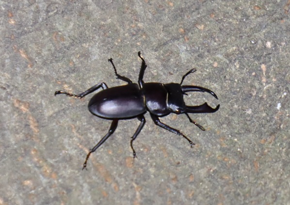 コクワガタ♂_第2シラカシ_2023年10月10日19時25分気温19.8度