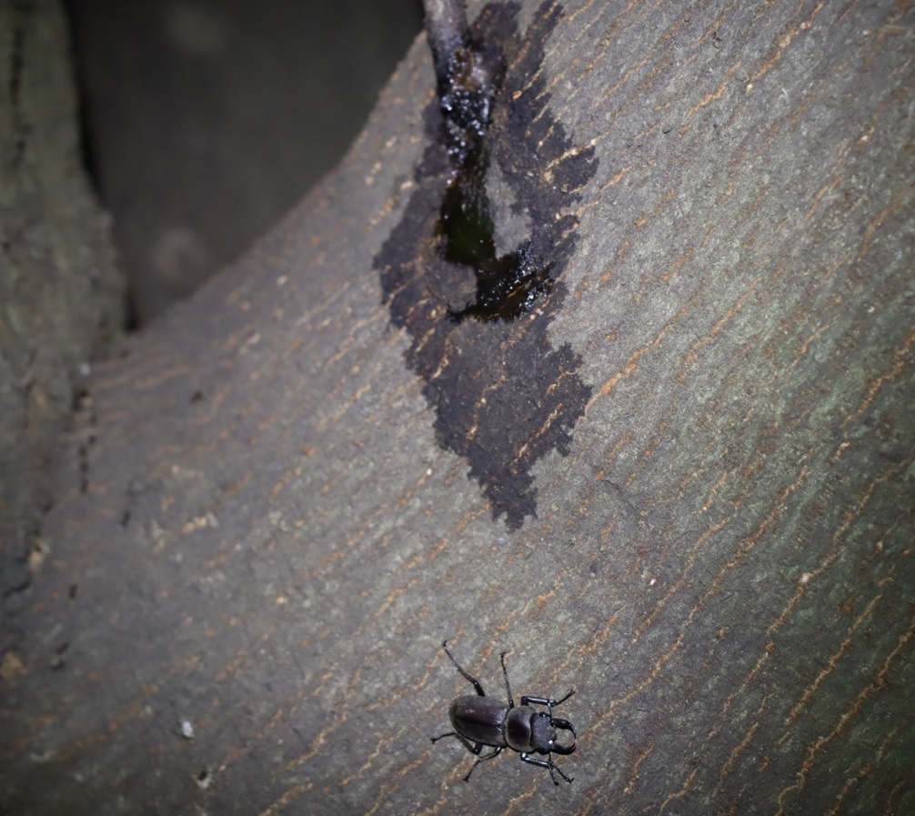 コクワガタ♂_第2シラカシ_2023年9月12日19時25分気温26.4度