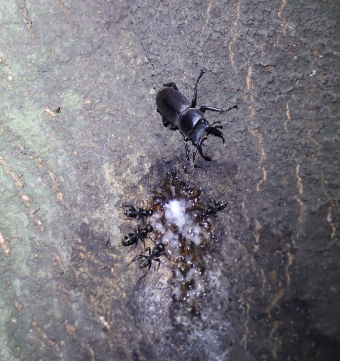 コクワガタ♂_第2シラカシ_2023年9月25日19時55分気温21.3度